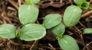 Lunární kalendář pro výsadbu okurek na rok 2022